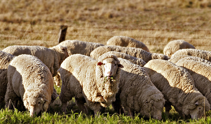 Circular Economy in NL Agriculture – Sheep Farming